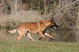 MALINOIS 1050